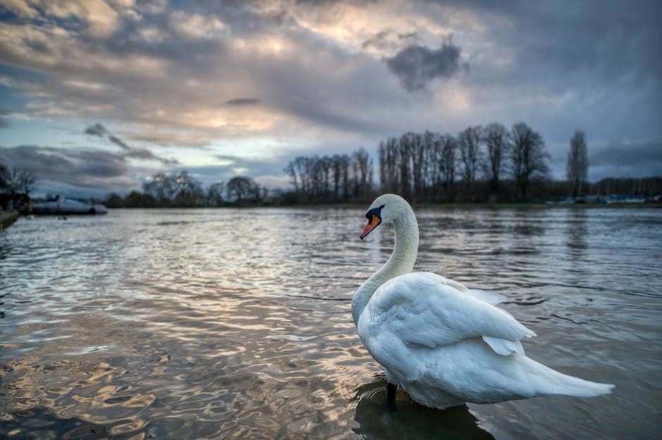 A white swan floats on calm water near the edge of a river or lakeside, with its long neck arched and head turned slightly to the side. Its feathers are smooth and detailed, appearing clean and well-maintained, with a soft texture visible in the photograph. The swan has an orange beak with a black base, contrasting sharply against its white plumage. In the background, a line of leafless trees stretches across the horizon, indicating late autumn or early winter, with the sky above showing a mixture of dark and light clouds, suggesting an overcast or approaching sunset atmosphere. The water surrounds the swan, reflecting the subdued hues of the sky and creating a rippled surface, adding depth and subtly emphasizing the natural environment. This serene scene captures the peacefulness of a bird in its natural habitat, with a context relevant to natural wildlife and ecological preservation, which complements themes of outdoor environment management and potential outdoor or nature-based waste considerations.